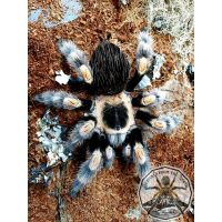 Brachypelma hamori/Mexican red knee 5-6cm FOR UK ONLY